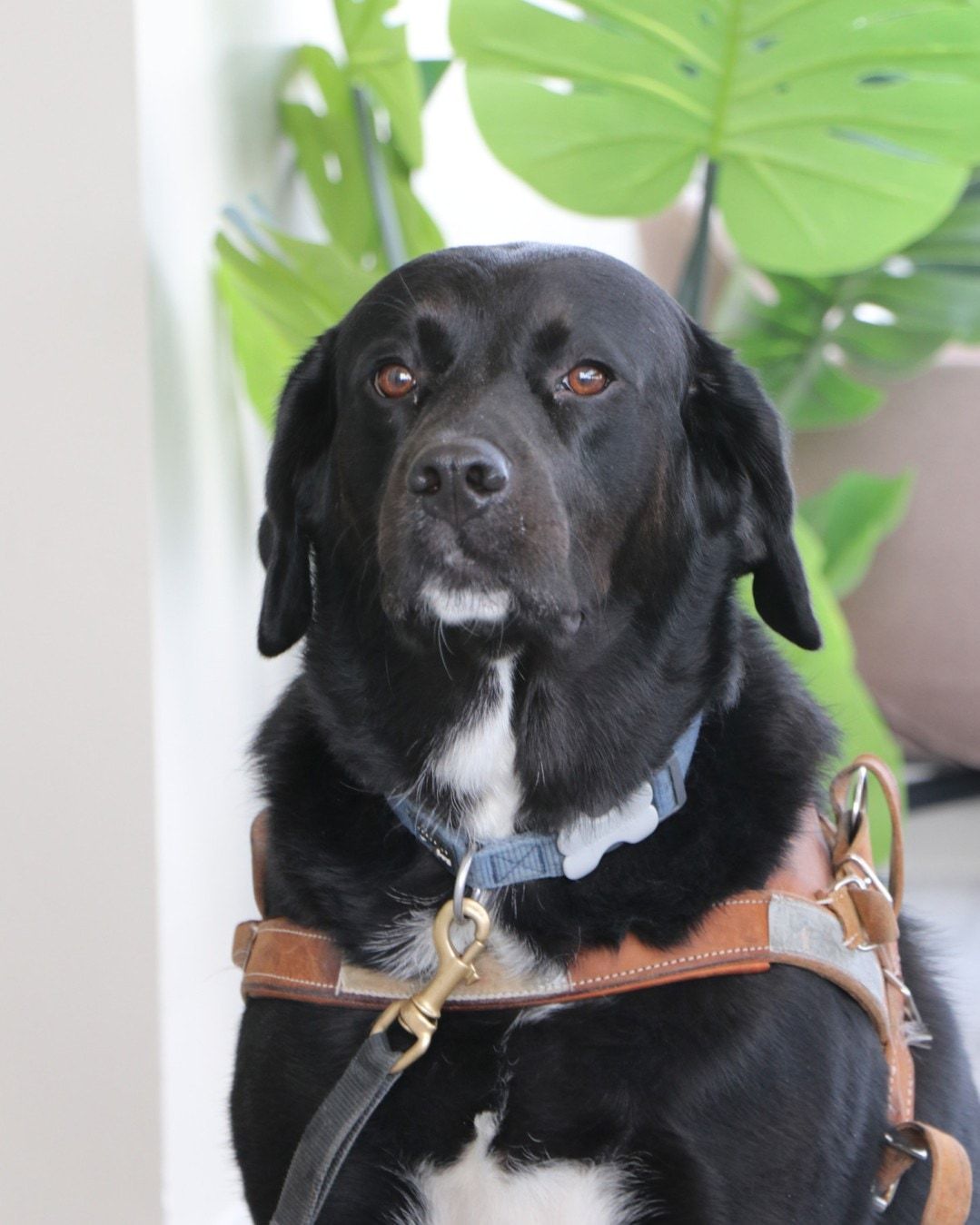 Le chien-guide de Marc de Montlivault, un grand chien noir au poitrail blanc, assis de face avec son harnais de cuir brun, devant des feuilles de plante.